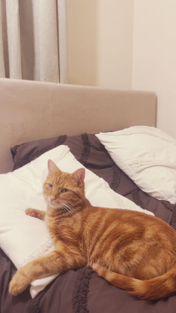 cat