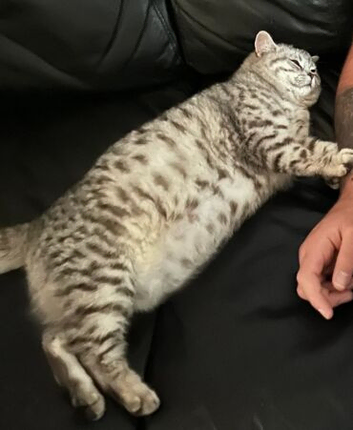 Top quality stunning British shorthair silvers