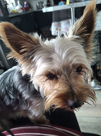 Male yorkie