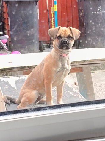 6 month old puggle pup