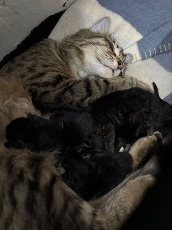 Kittens