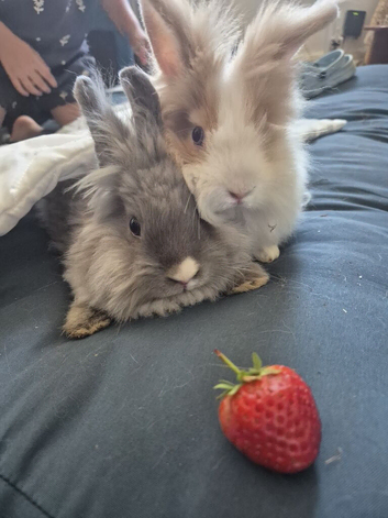 Beautiful tiny Teddy dwerg bunnies