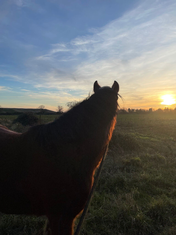Looking for long term grazing land for ponies.