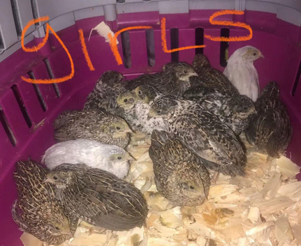 SEXED QUAILS,CHINESE PAINTED BUTTONS!