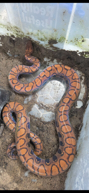 CB22 male Brazilian rainbow boa