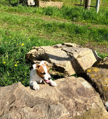 Jack Russell puppies
