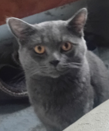 Blue tabby/ British short hair.