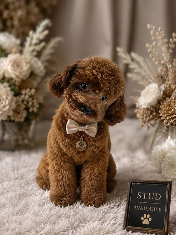 Asian poodle