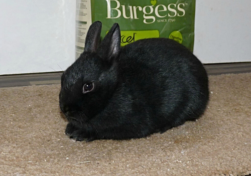 Netherland Dwarf Doe