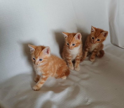 3 Male Kittens
