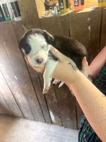 Border collie puppy&rsquo;s