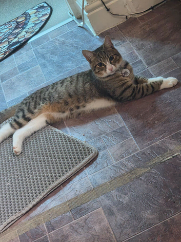 Male tabby