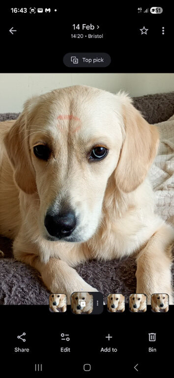 11 month old Golden Retriever Ruby KC registered