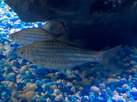 I have some tropical community fish