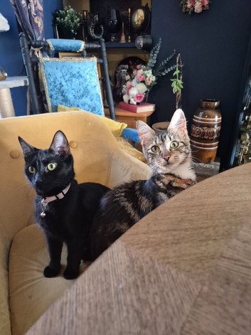 3 adorable black kittens