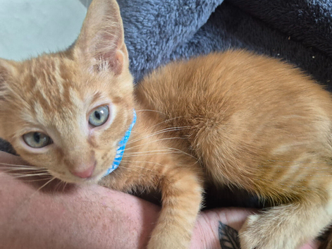 Beautiful kitten's waiting for their forever home ️