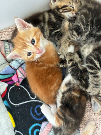 5 kittens looking for their forever loving homes