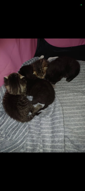 3 male kittens