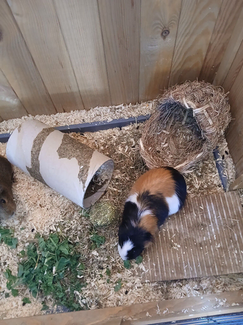 2 Guinea Pigs For Sale & Optional Hutch As Well