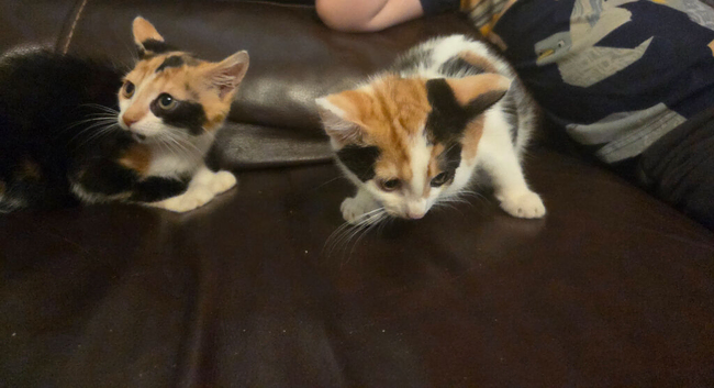 Stunning colour kittens
