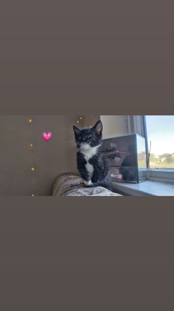 6 adorable tuxedo kittens