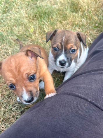 4 Jack Russell x Chihuahua puppies