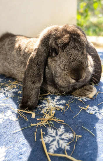 9 Month old French Lop Buck