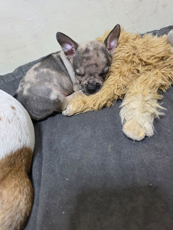 French bull dog cross chihuahua