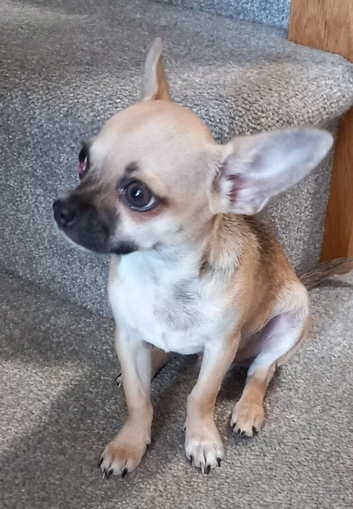KC Fawn Boy