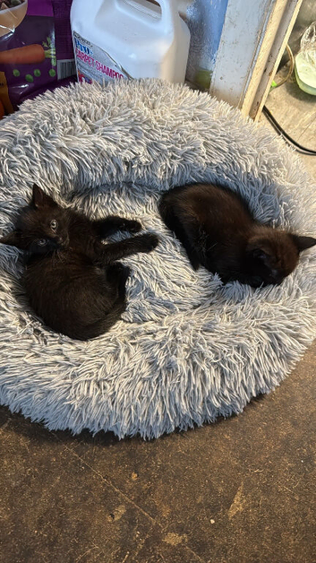 Black kitties