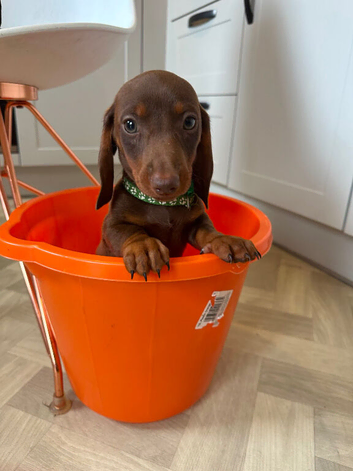 Miniature dachshund 4 available