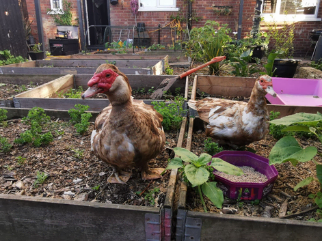Bonded, proven fertile pair of chocolate Muscovies.