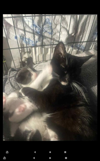 4 beautiful kittens looking for their forever homes