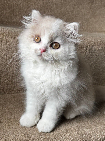 Fawn and white British longhair