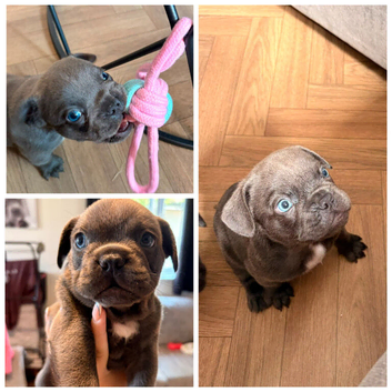 Male french bulldog puppy