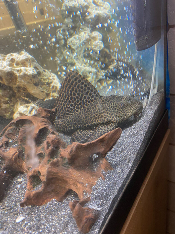 Pleco