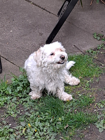 Lovely Adorable Maltipoo Puppy For Sale