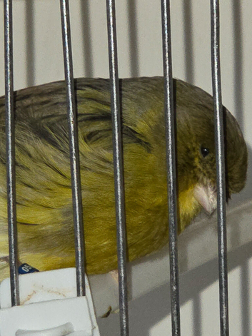 2024 Champion Gloster cock