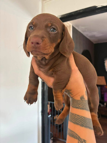 CHOCOLATE & TAN DACHSHUND PUPPIES