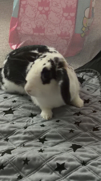 URGENT - needs a good home