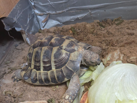 Hermann's tortoise Toby for sale