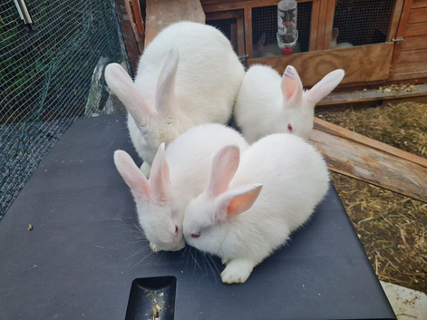 Newzealand white baby rabbits