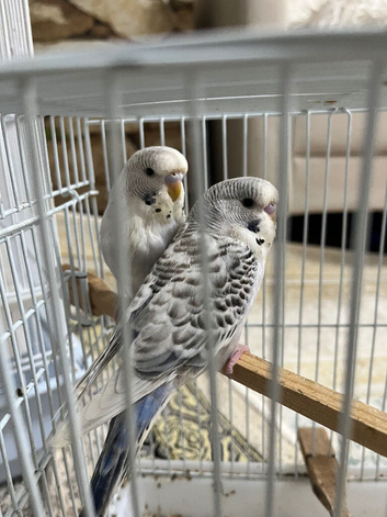 Pair budgies