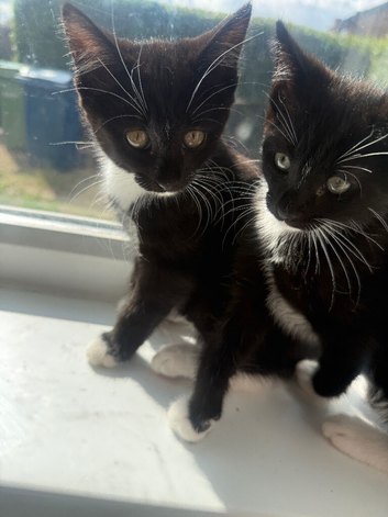 2 black and white tuxedo kittens left