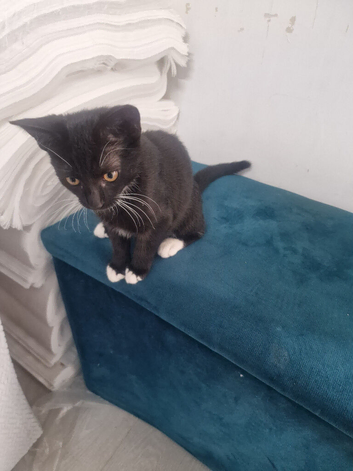 Kitten looking for a safe new home
