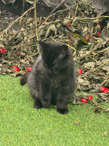 Kitten Ready&zwj;