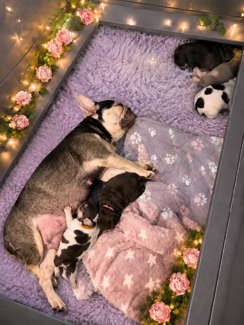 RKC registered French bulldog health tested parents