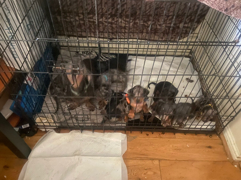 16 lovely puppies