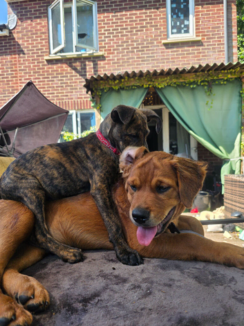 15 week old mallinois cross small