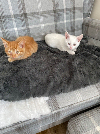 2 Stunning Kittens For Sale